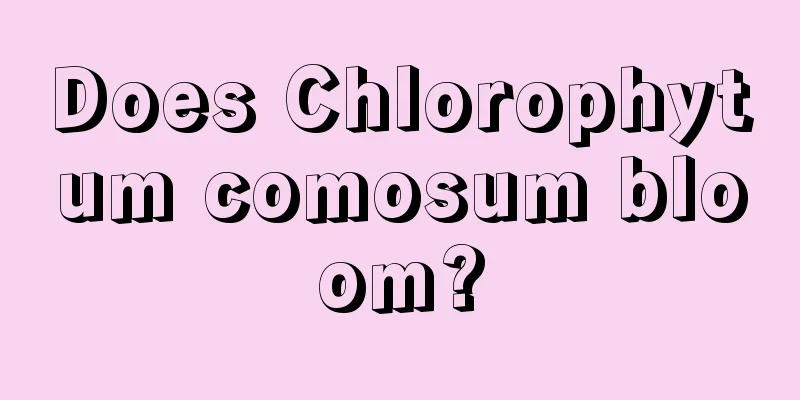 Does Chlorophytum comosum bloom?