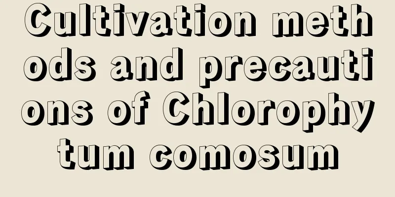 Cultivation methods and precautions of Chlorophytum comosum