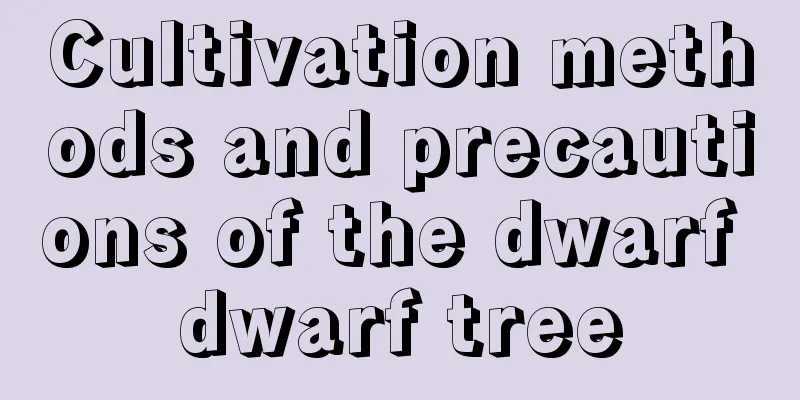 Cultivation methods and precautions of the dwarf dwarf tree