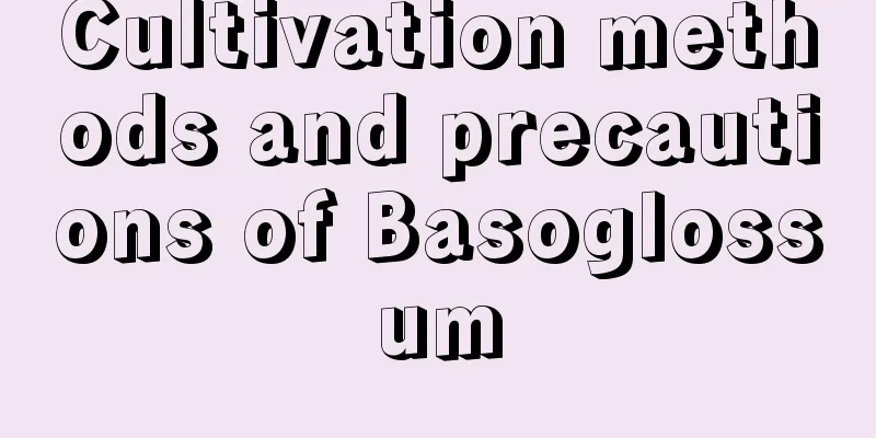 Cultivation methods and precautions of Basoglossum