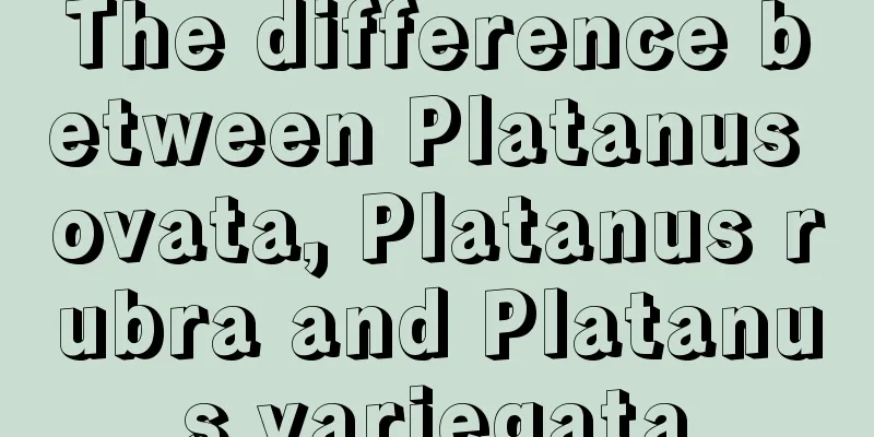 The difference between Platanus ovata, Platanus rubra and Platanus variegata