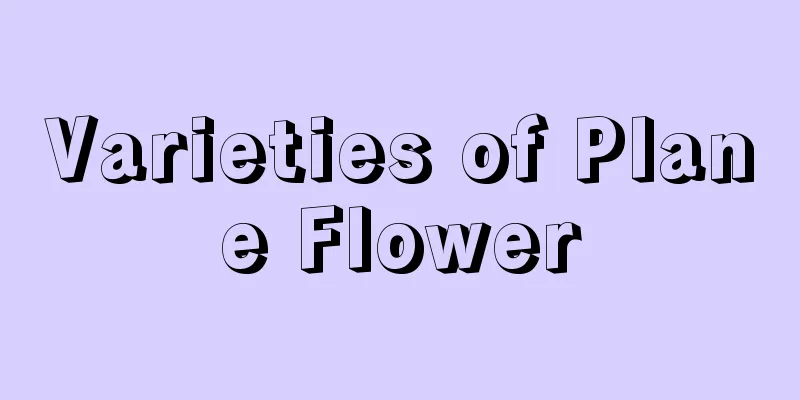 Varieties of Plane Flower