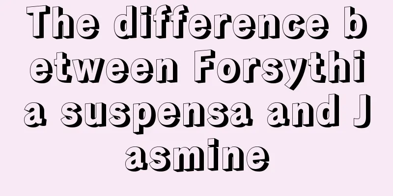 The difference between Forsythia suspensa and Jasmine