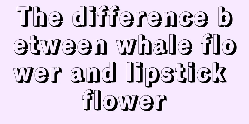 The difference between whale flower and lipstick flower