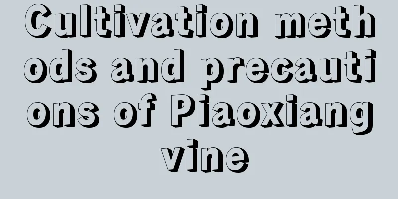 Cultivation methods and precautions of Piaoxiang vine