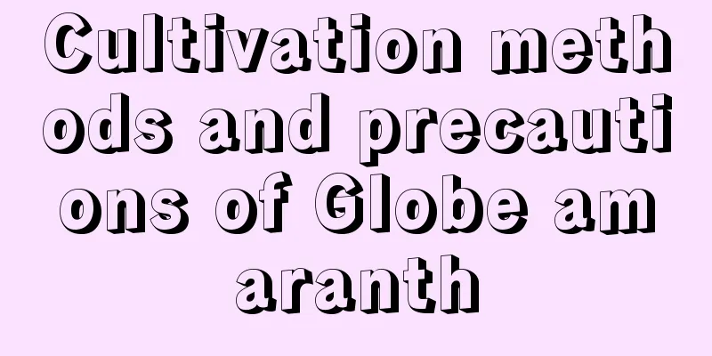 Cultivation methods and precautions of Globe amaranth