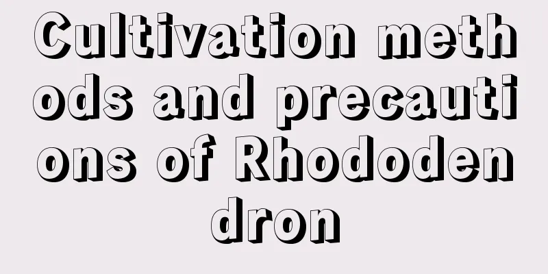 Cultivation methods and precautions of Rhododendron