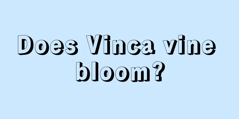 Does Vinca vine bloom?