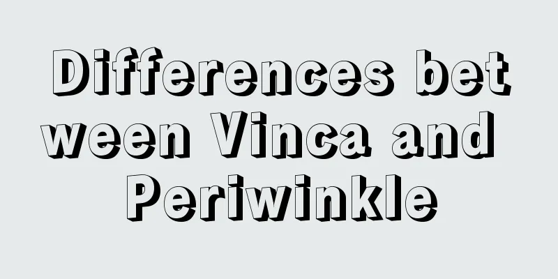 Differences between Vinca and Periwinkle