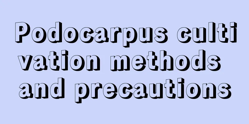 Podocarpus cultivation methods and precautions