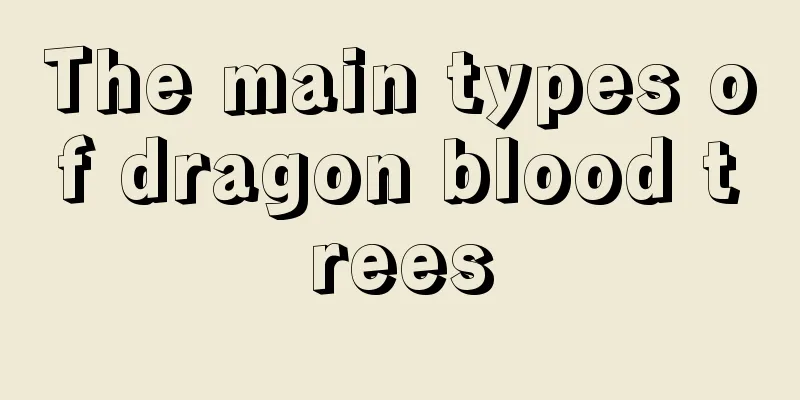 The main types of dragon blood trees