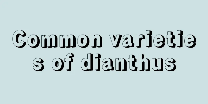 Common varieties of dianthus