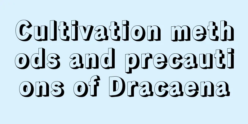 Cultivation methods and precautions of Dracaena