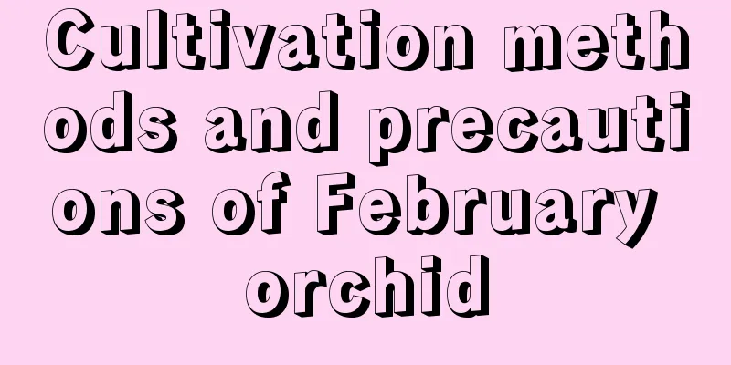 Cultivation methods and precautions of February orchid