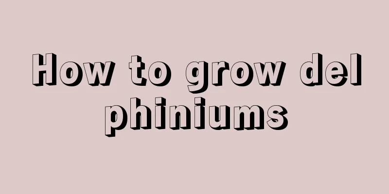 How to grow delphiniums