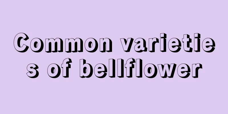 Common varieties of bellflower