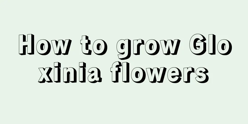 How to grow Gloxinia flowers