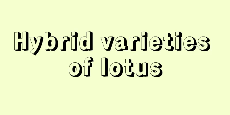 Hybrid varieties of lotus