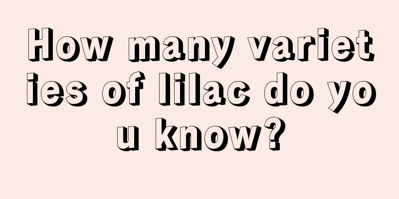 How many varieties of lilac do you know?