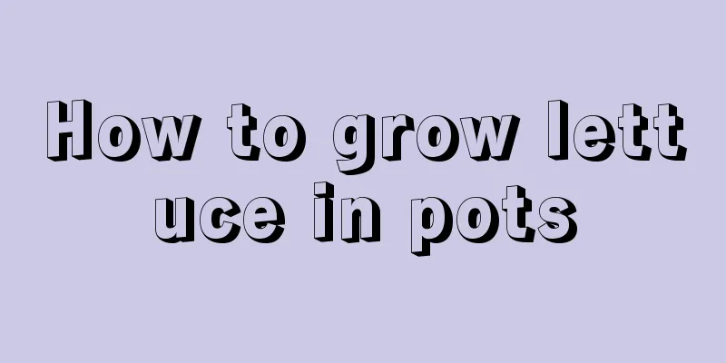 How to grow lettuce in pots