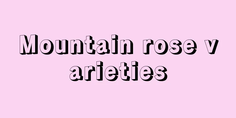 Mountain rose varieties