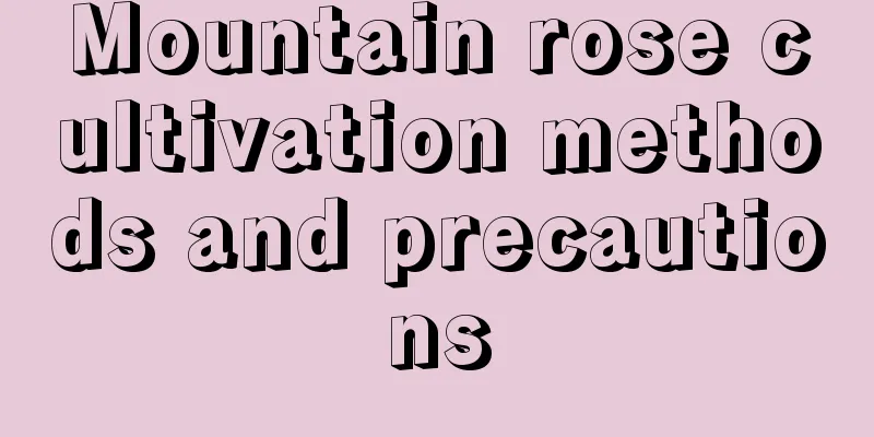 Mountain rose cultivation methods and precautions