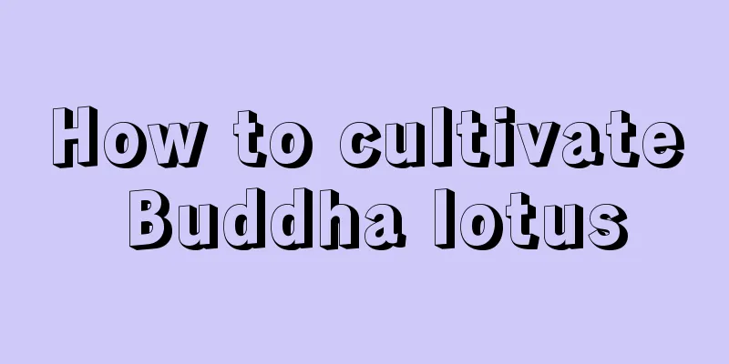 How to cultivate Buddha lotus