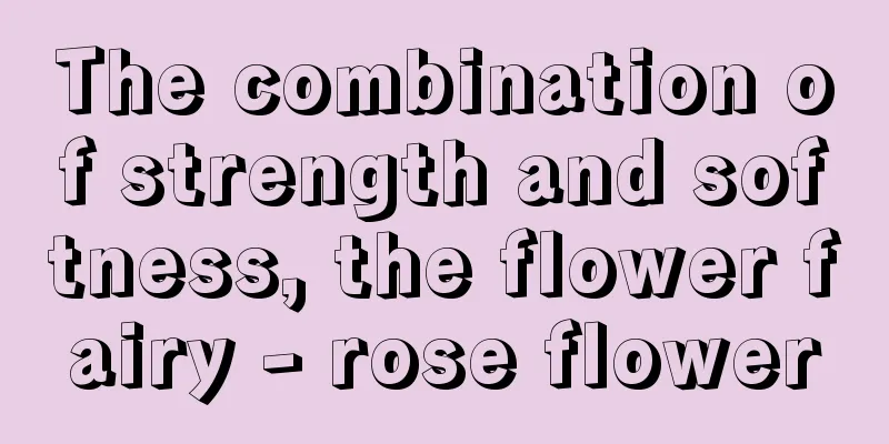 The combination of strength and softness, the flower fairy - rose flower