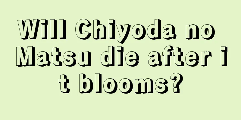 Will Chiyoda no Matsu die after it blooms?