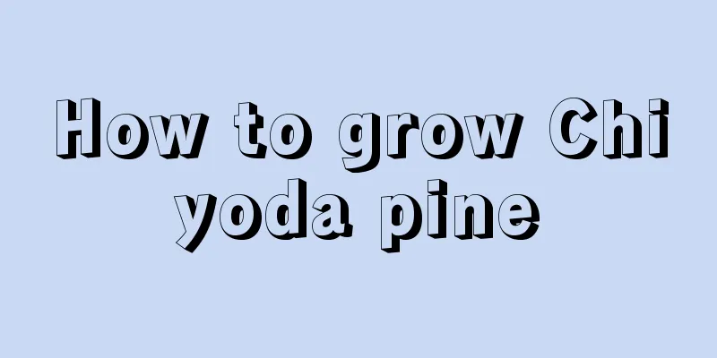 How to grow Chiyoda pine