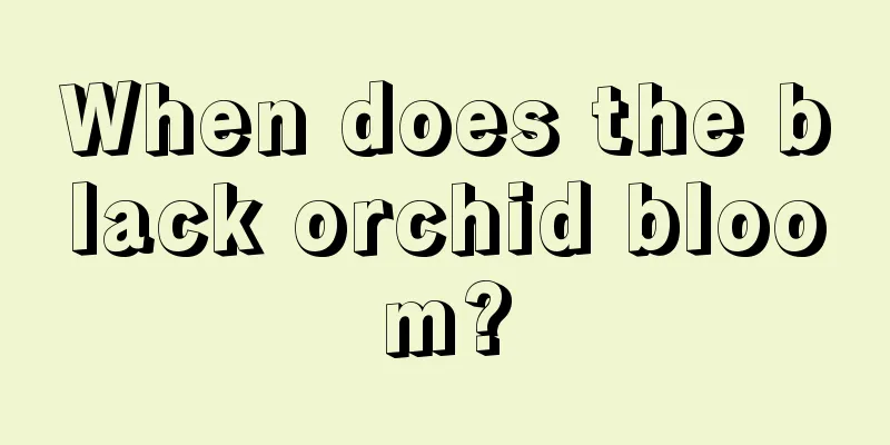 When does the black orchid bloom?