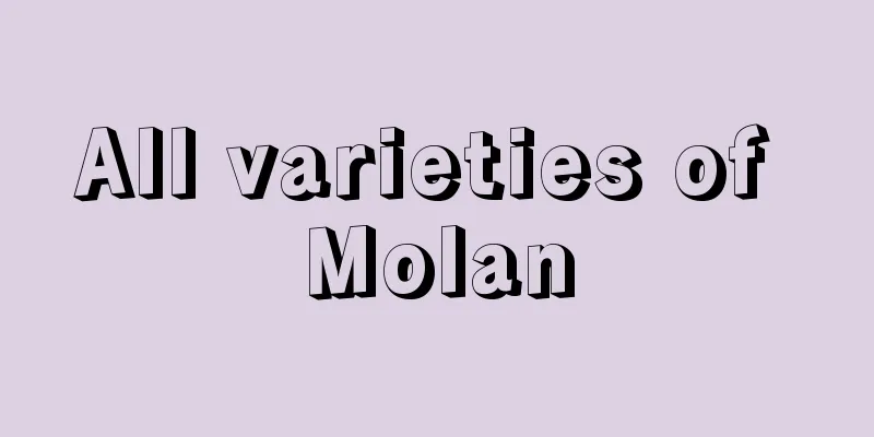 All varieties of Molan