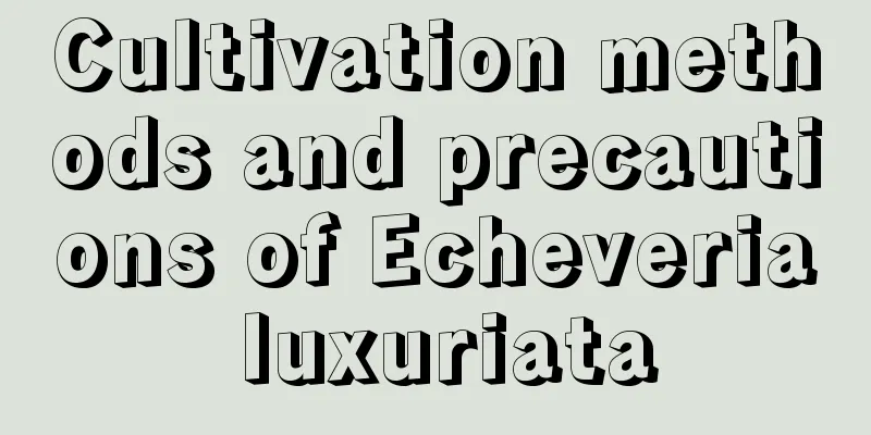 Cultivation methods and precautions of Echeveria luxuriata