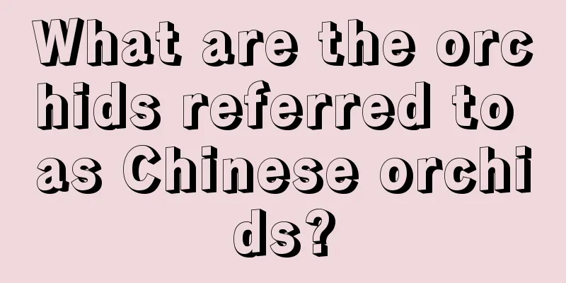 What are the orchids referred to as Chinese orchids?