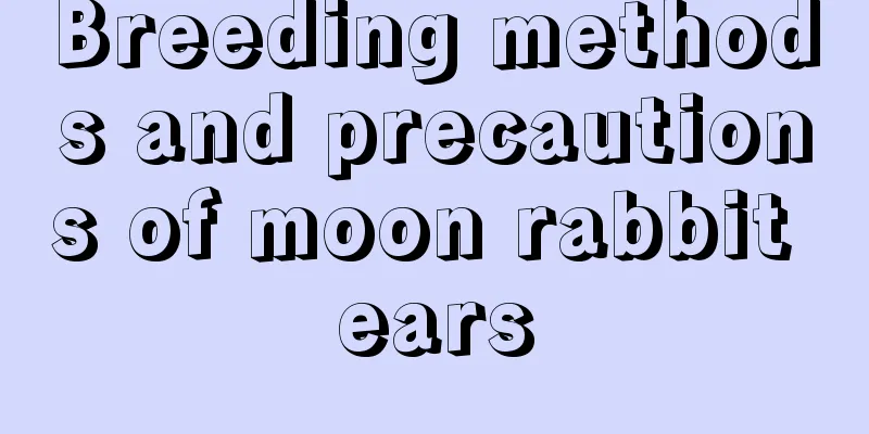 Breeding methods and precautions of moon rabbit ears