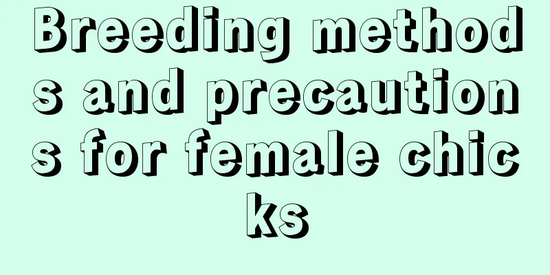 Breeding methods and precautions for female chicks