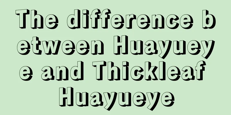 The difference between Huayueye and Thickleaf Huayueye