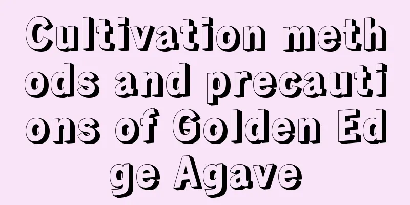 Cultivation methods and precautions of Golden Edge Agave