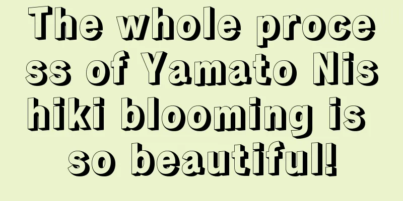 The whole process of Yamato Nishiki blooming is so beautiful!