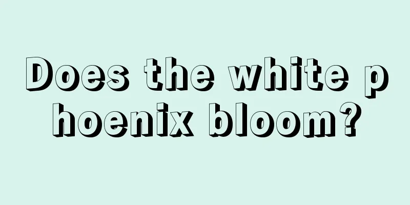 Does the white phoenix bloom?