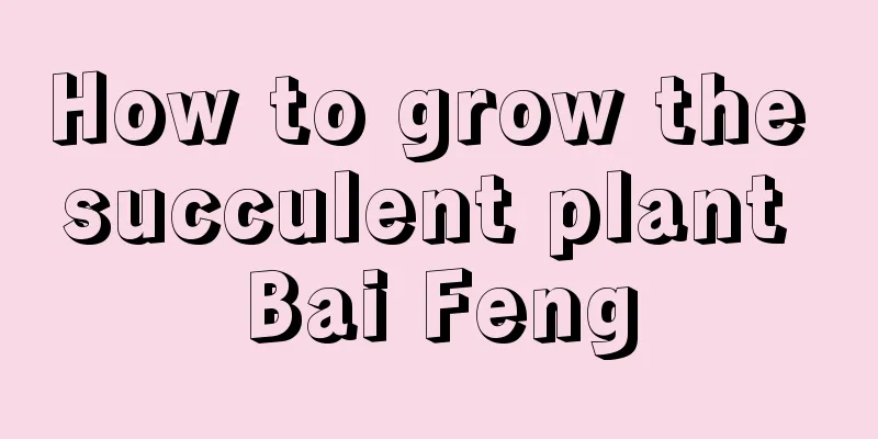 How to grow the succulent plant Bai Feng