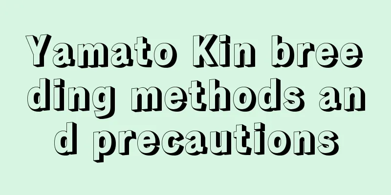 Yamato Kin breeding methods and precautions