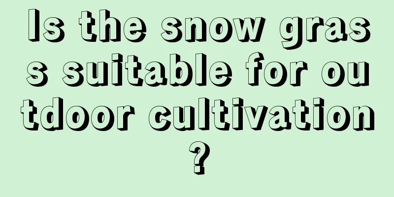 Is the snow grass suitable for outdoor cultivation?