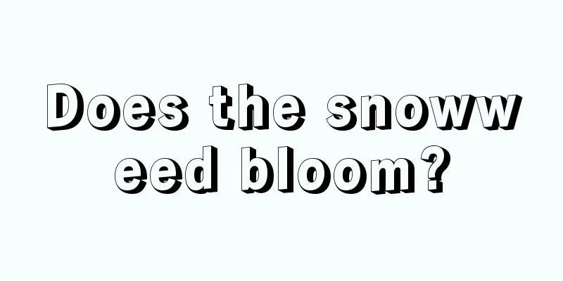 Does the snowweed bloom?