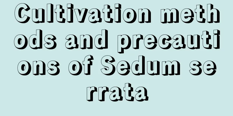 Cultivation methods and precautions of Sedum serrata