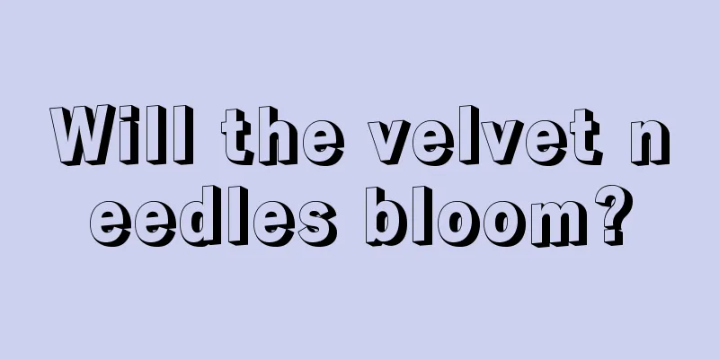 Will the velvet needles bloom?