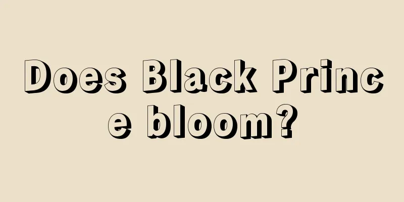 Does Black Prince bloom?