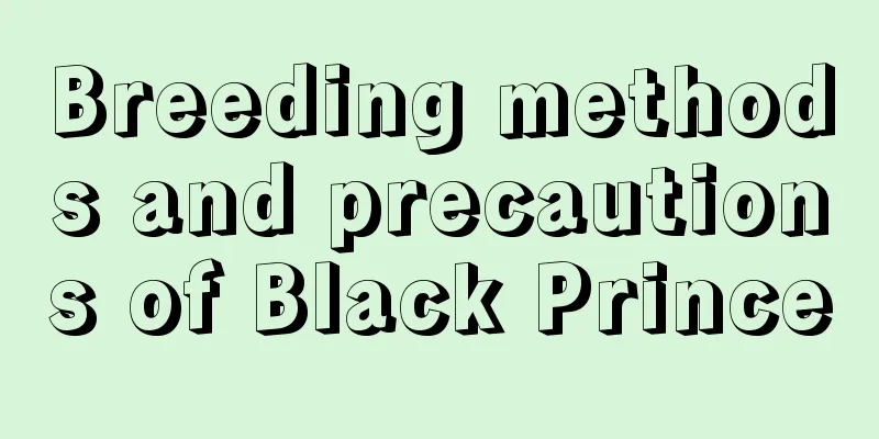 Breeding methods and precautions of Black Prince