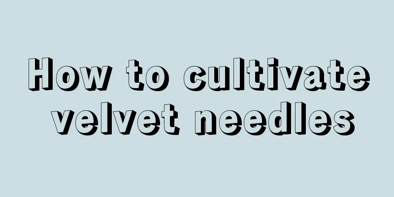 How to cultivate velvet needles