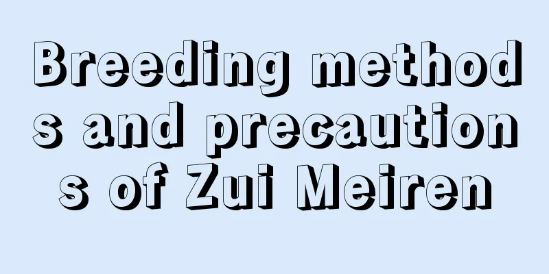 Breeding methods and precautions of Zui Meiren